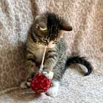 Thumbnail photo of Eagle #2