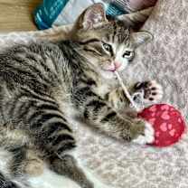 Thumbnail photo of Eagle #3