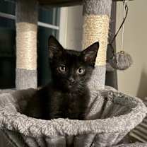 adopt-pet