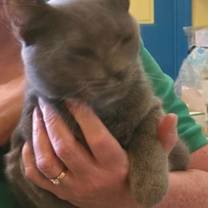 Thumbnail photo of Smokey #2