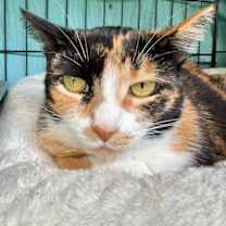 Thumbnail photo of Penny #2