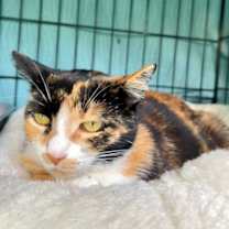 Thumbnail photo of Penny #3