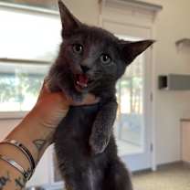 Thumbnail photo of Nebula #2