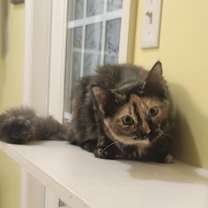 Thumbnail photo of Annabel Lee #1