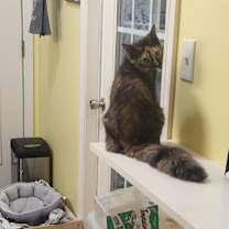 Thumbnail photo of Annabel Lee #2