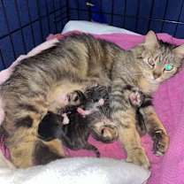 Thumbnail photo of Whisper (with Maple) #3