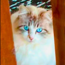 Thumbnail photo of Chanel #2