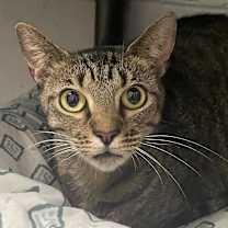 Thumbnail photo of Segan #3