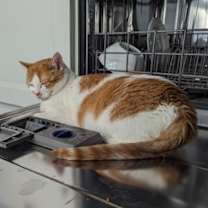 Thumbnail photo of Leland - Available in Foster #3