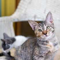 adopt-pet