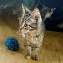 Thumbnail photo of Joanie #3