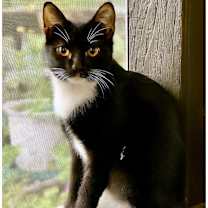 Thumbnail photo of Mint Chocolate Chip #2