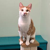 Thumbnail photo of Simba #1