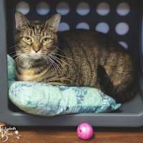 Thumbnail photo of Hippy #2