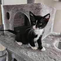 Thumbnail photo of Phantom #1