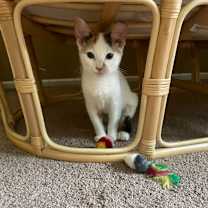 Thumbnail photo of Lucca #3