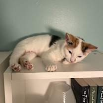 Thumbnail photo of Lucca #4