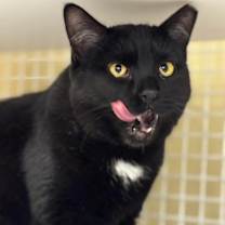 Thumbnail photo of Mystic Clove #2