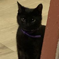 Thumbnail photo of Iris #1