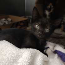 Thumbnail photo of Cayen #1