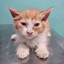 Thumbnail photo of Cameo #2