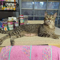 adopt-pet