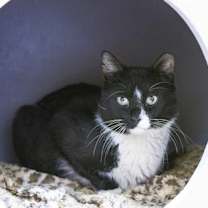 Thumbnail photo of Taylor Ham #1