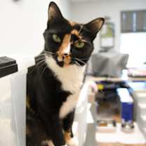 Thumbnail photo of Rori #1