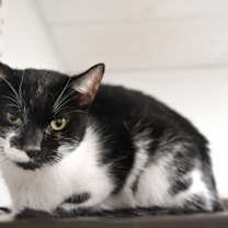 Thumbnail photo of Zinc #1