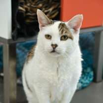 Thumbnail photo of Clifford #1