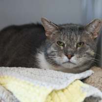 Thumbnail photo of Cornbread #1