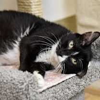 Thumbnail photo of Taylor Ham #2