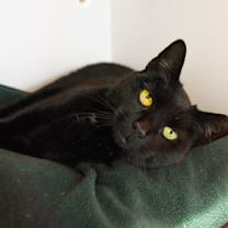 Thumbnail photo of Batty #2