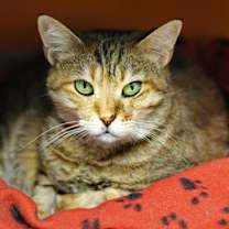 Thumbnail photo of Rihanna #2