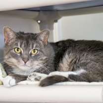 Thumbnail photo of Lornadoone #2