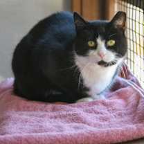 Thumbnail photo of Hoopla Green #2