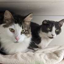 Thumbnail photo of Bing #3