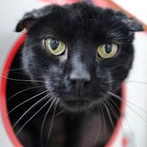 Thumbnail photo of Apricot #2