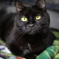 Thumbnail photo of Sootie #2