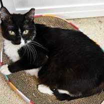 Thumbnail photo of Taylor Ham #3