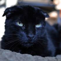 Thumbnail photo of Apricot #3