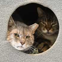 Thumbnail photo of Cornbread #3