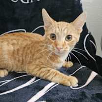 Thumbnail photo of Snoop Dogg #2