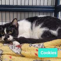 Thumbnail photo of Cookies #2