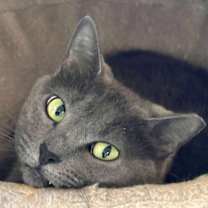 Thumbnail photo of Woodsie #3