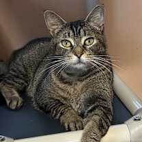 Thumbnail photo of Roxy  #3