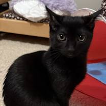 adopt-pet