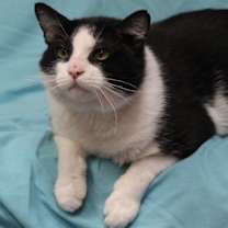 adopt-pet