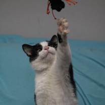 Thumbnail photo of Oreo (FIV+) #4