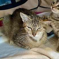 Thumbnail photo of Rowan #2